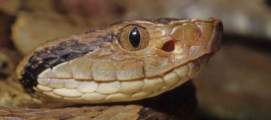 cobra-que-nao-anda